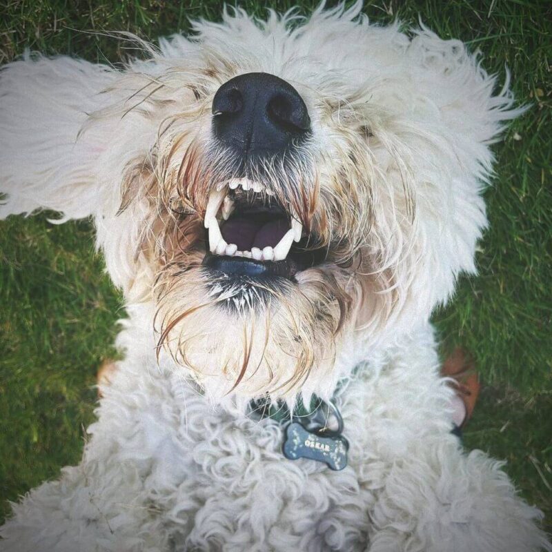 personalisierte Epoxid-Hundemarke